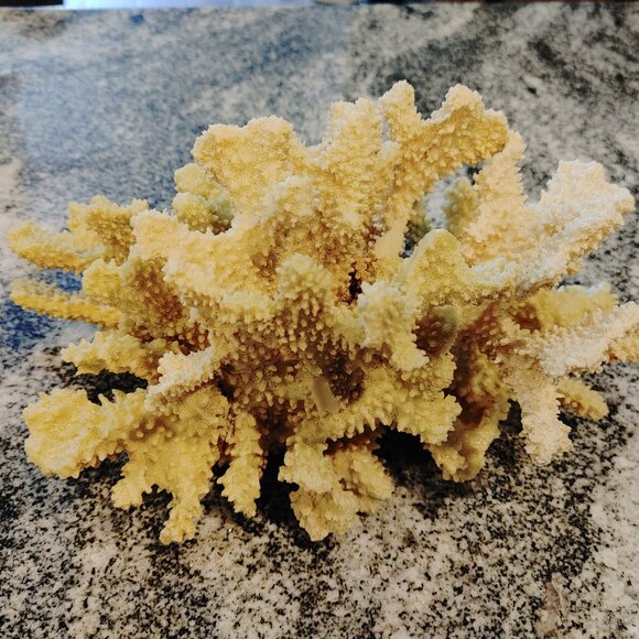 CORAL DECORATION - Picture 3 of 7